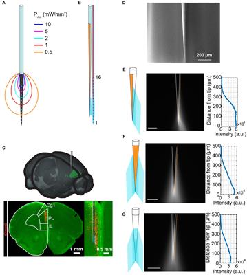 Tapered Fibers Combined With a Multi-Electrode Array for Optogenetics in Mouse Medial Prefrontal Cortex